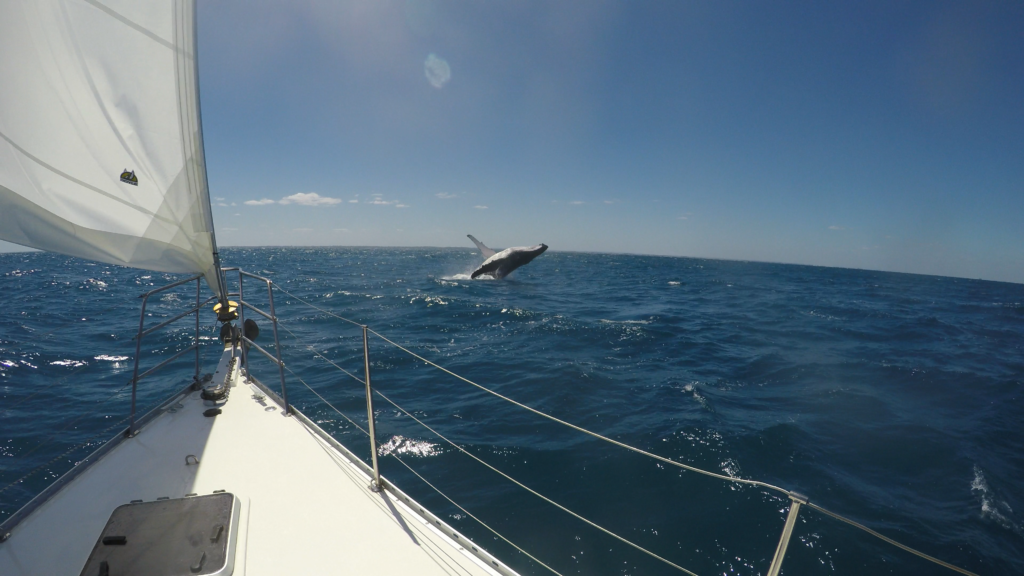 Whale watching off Rottnest